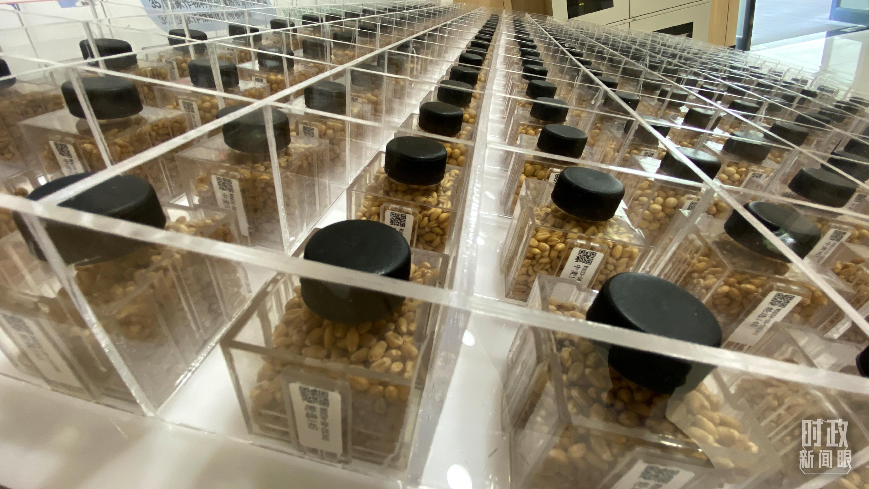 实验室展出小麦、大豆、水稻等种子。（总台央视记者郭晓龙拍摄）